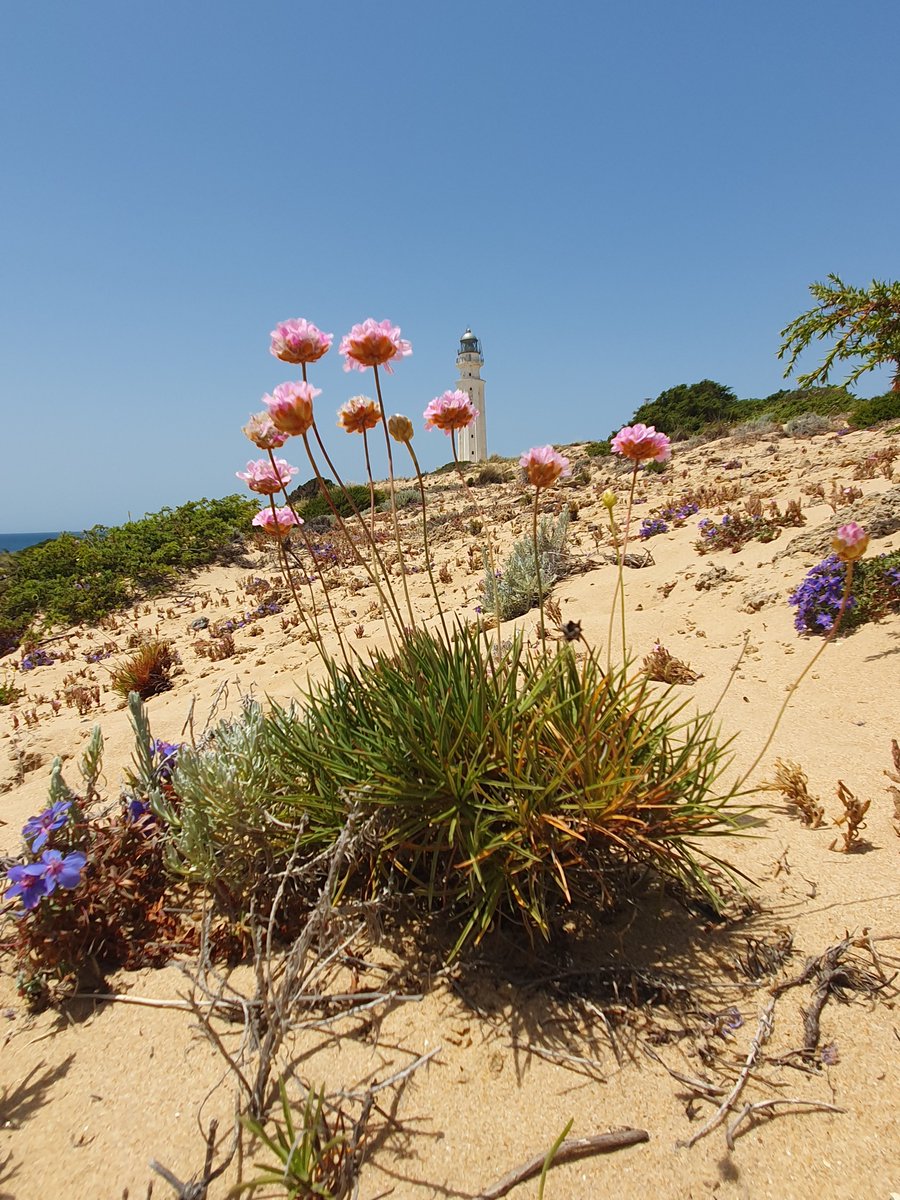 Biodiversity Genomics Europe (BGE) (@biogeneurope) on Twitter photo New #casestudy!👇
This #BGE study investigates genetic erosion in the Iberian sand-dune #shrub Armeria pungens - a species under threat from housing, tourism and agriculture.🌿
🔗 : biodiversitygenomics.eu/2025/04/15/con…
<a href="/REA_research/">European Research Executive Agency</a> <a href="/erga_biodiv/">European Reference Genome Atlas</a> <a href="/iBOLEurope/">iBOLEurope</a> #Conservation #Genomics #Plants New #casestudy!👇
This #BGE study investigates genetic erosion in the Iberian sand-dune #shrub Armeria pungens - a species under threat from housing, tourism and agriculture.🌿
🔗 : biodiversitygenomics.eu/2025/04/15/con…
<a href="/REA_research/">European Research Executive Agency</a> <a href="/erga_biodiv/">European Reference Genome Atlas</a> <a href="/iBOLEurope/">iBOLEurope</a> #Conservation #Genomics #Plants