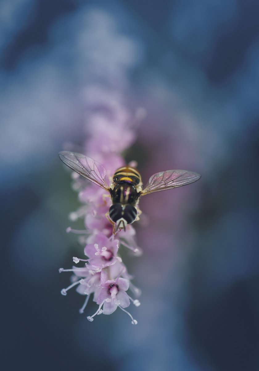 _monica_as's tweet photo. “The noblest pleasure 
is the joy of understanding.” 

~ Leonardo da Vinci
b. April 15, 1452
·

© Cardamome / Tumblr https://t.co/9voXHfFh4F