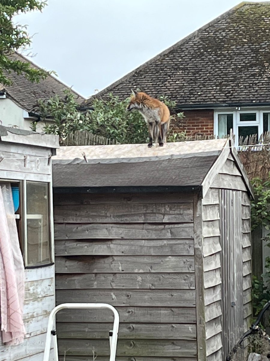 Brazen behaviour at 13.50 on a Wednesday afternoon
#Fox