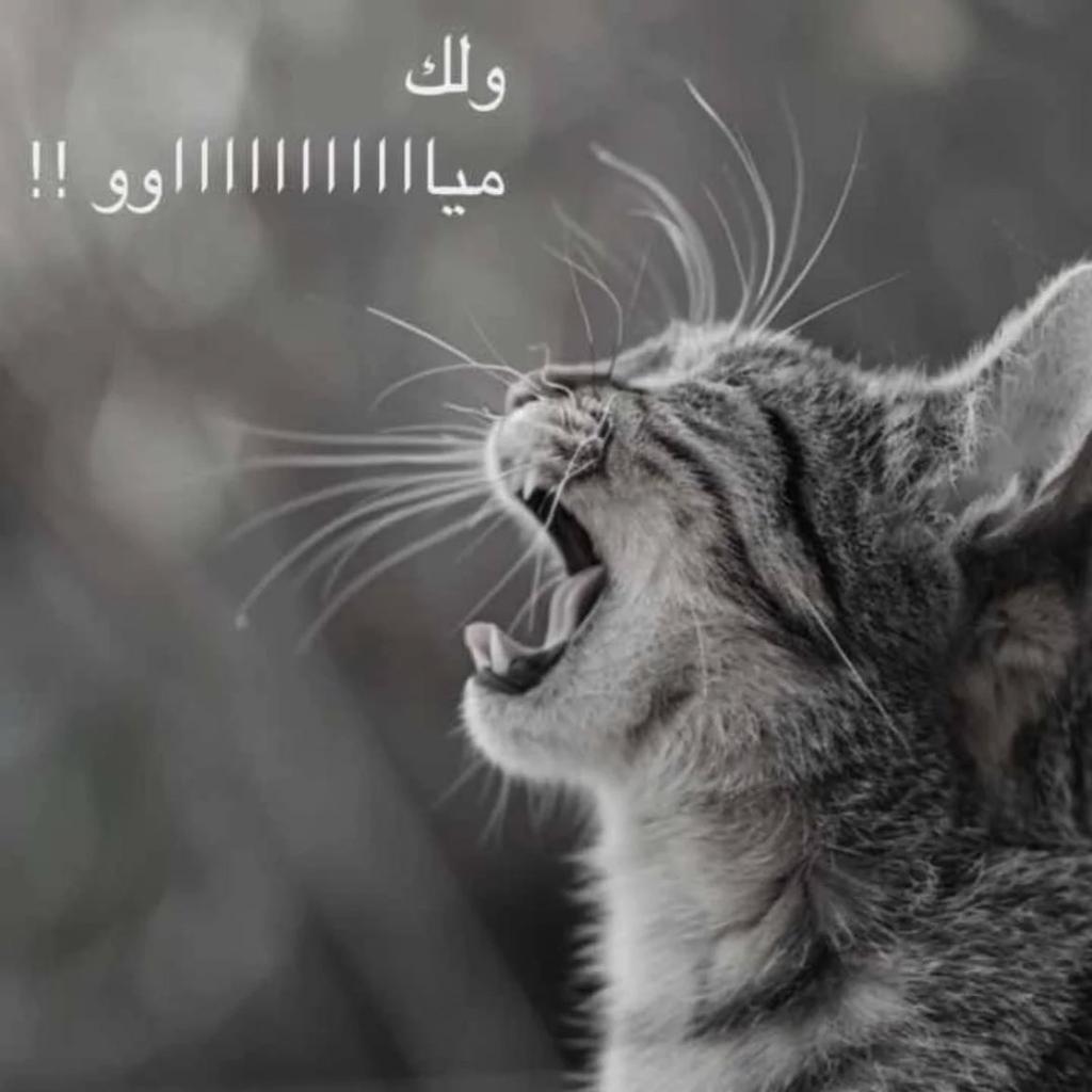 HabibAli1555647's tweet photo. @t_donkeys ضربني و بكي و سبقني و اشتكي https://t.co/Q507ZAuSlh