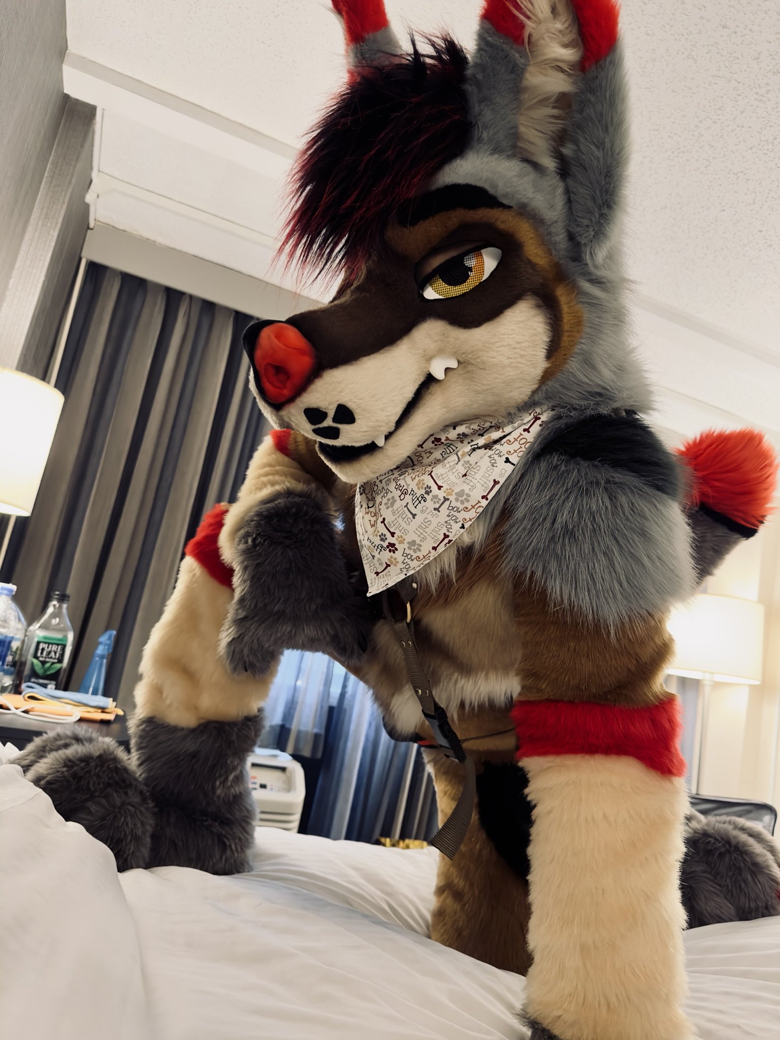 Apollo Shinn @FWA 25 & @MFF 25 (@The_Foxy_Apollo) / X Apollo Shinn @FWA 25 & @MFF 25 (@The_Foxy_Apollo) / X