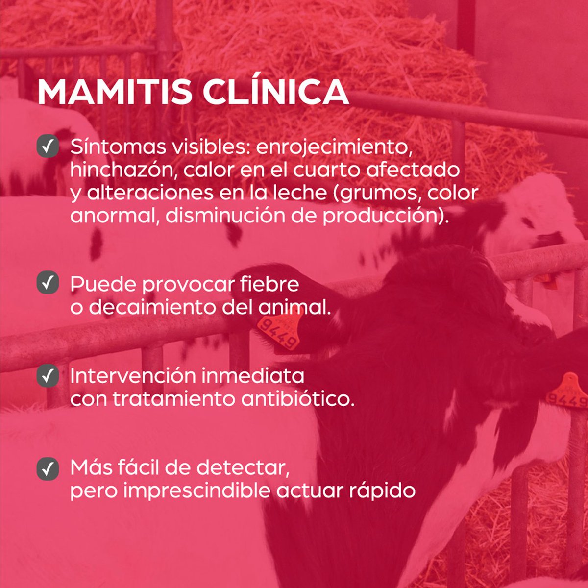 enNovillasEsp's tweet photo. La #mamitis es una inflamación de la glándula mamaria causada por infecciones bacterianas, y tiene un gran impacto económico y productivo, por lo que es clave en los programas de control en explotaciones lecheras.

Puede presentarse de dos formas principales: clínica y subclínica. Estas son las diferencias entre una y otra.

#EspecialistasEnNovillas #ManejoSanitario  #ProducciónLáctea #GanaderíaEficiente