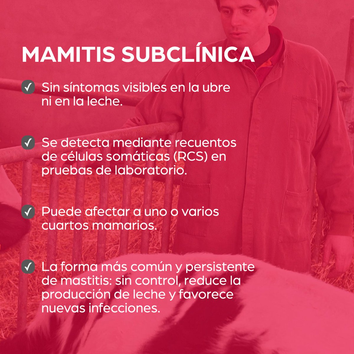 enNovillasEsp's tweet photo. La #mamitis es una inflamación de la glándula mamaria causada por infecciones bacterianas, y tiene un gran impacto económico y productivo, por lo que es clave en los programas de control en explotaciones lecheras.

Puede presentarse de dos formas principales: clínica y subclínica. Estas son las diferencias entre una y otra.

#EspecialistasEnNovillas #ManejoSanitario  #ProducciónLáctea #GanaderíaEficiente