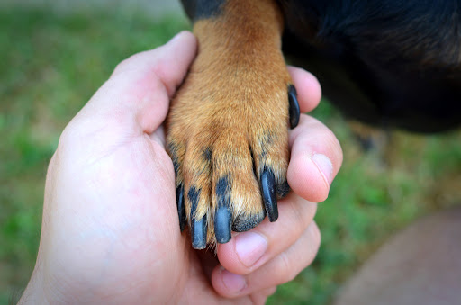 VolhardDogFood's tweet photo. My Dog Has an Infected Toenail: What To Do?

As a dog parent, you must act quickly if you want to prevent nail infection and speed up the recovery process. Keep the broken nail disinfected and contact your veterinarian, who will conduct some tests as a cautionary measure agai ... https://t.co/XMw4lvpqAZ