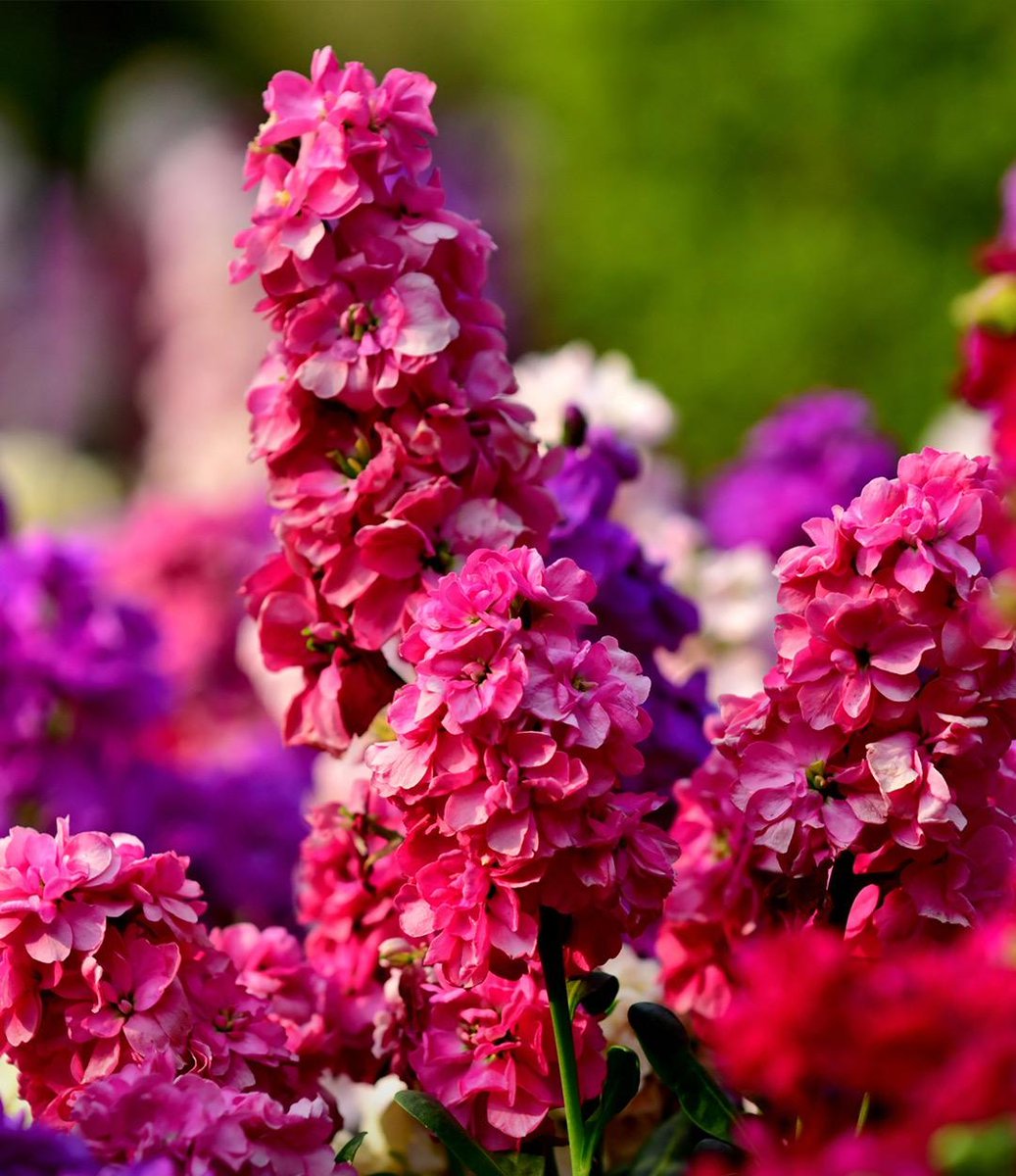 🌸 İlkbaharın en güzel habericilerinden olan biri olan şebboy, rengarenk açan çiçekleriyle bahçelere hem renk hem de mis gibi bir koku getirir.