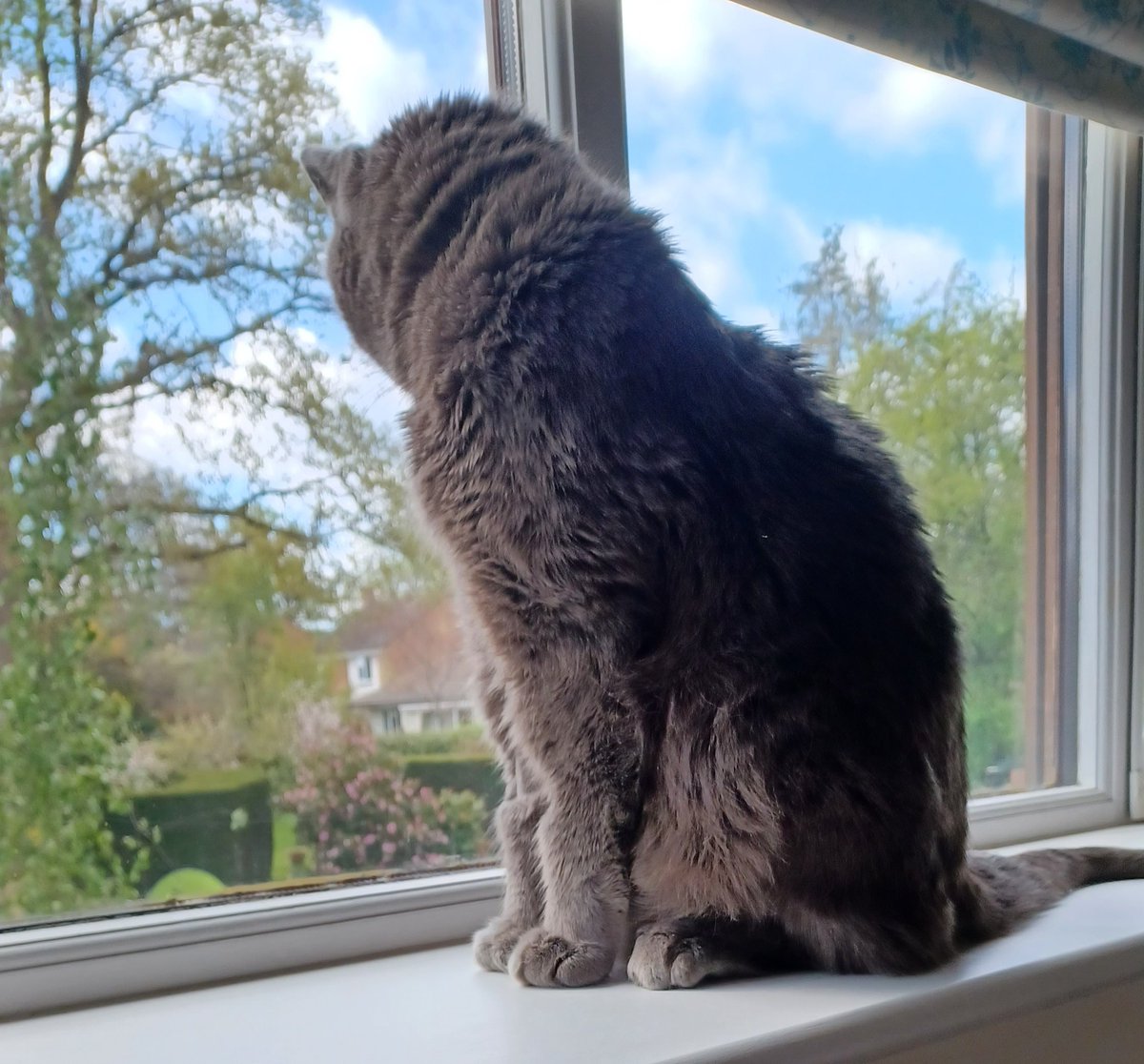 Hello furiends, long time no see 😸🐾 #CatsOfTwitter #CatsOfX