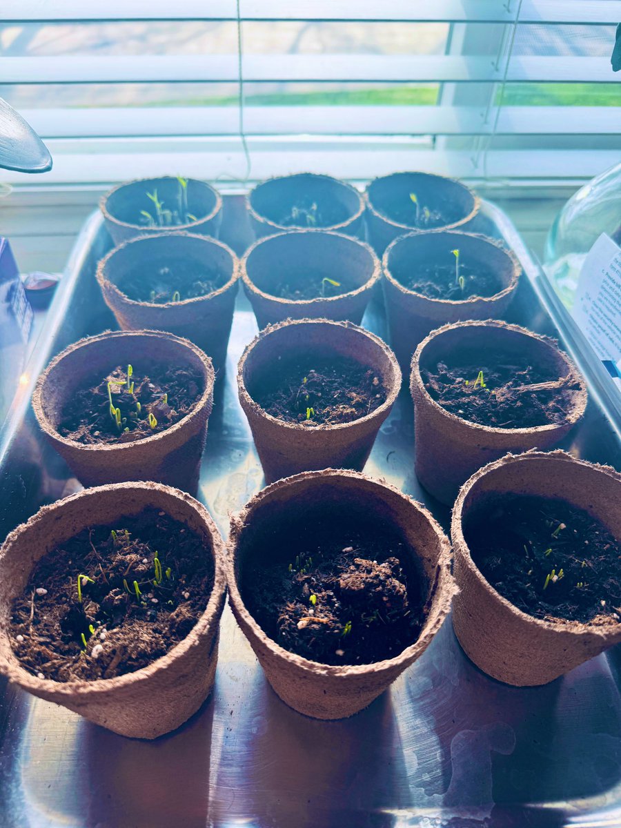mrswilliams21c's tweet image. My babies sprouted! My first time growing a salsa garden ☀️ 🌱 #authenticlearning
