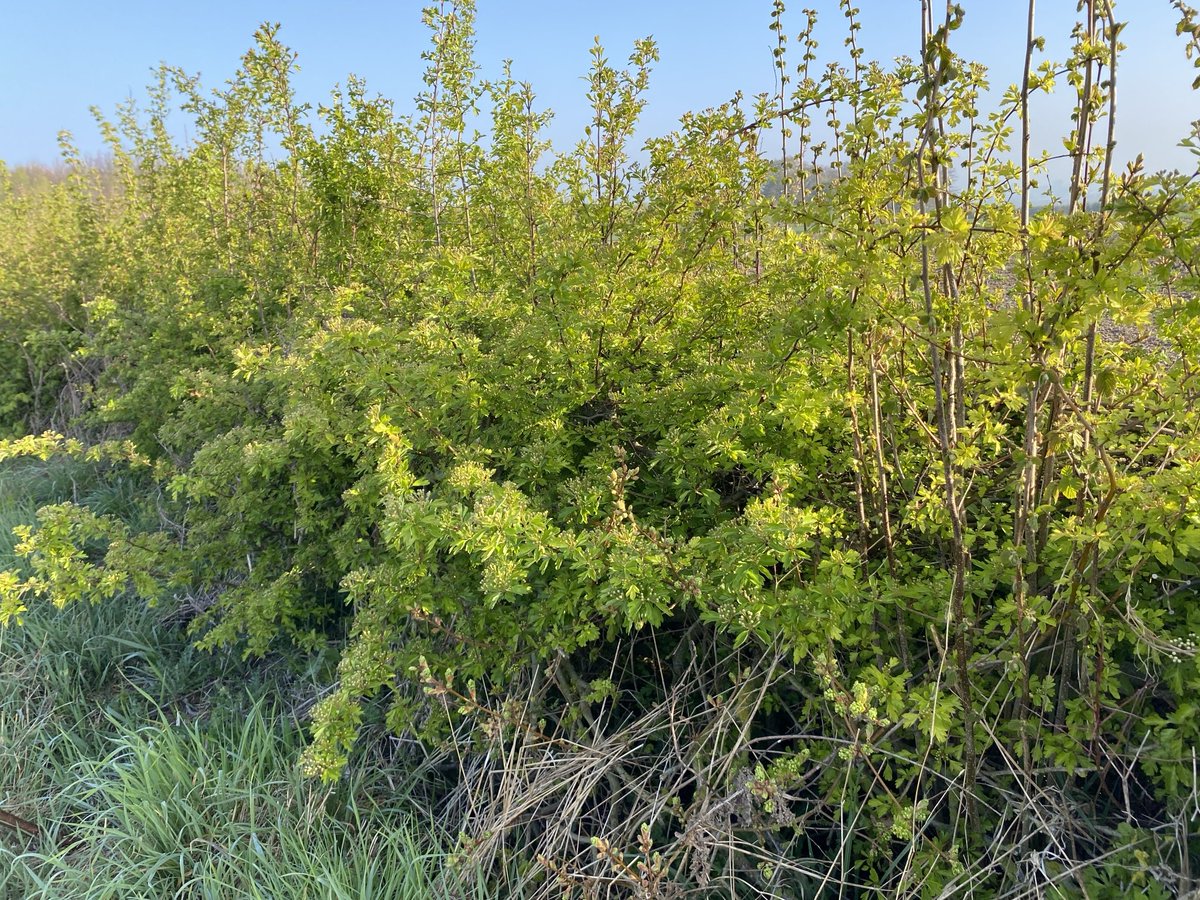 Nonington Farms (@noningtonfarms) on Twitter photo A rejuvenated hedge after being laid last year. A new lease of life & ensuring a safer place for nesting birds this spring <a href="/NFFNUK/">Nature Friendly Farming Network</a> #NatureCorridors <a href="/NFUSouthEast/">NFU South East</a> A rejuvenated hedge after being laid last year. A new lease of life & ensuring a safer place for nesting birds this spring <a href="/NFFNUK/">Nature Friendly Farming Network</a> #NatureCorridors <a href="/NFUSouthEast/">NFU South East</a>