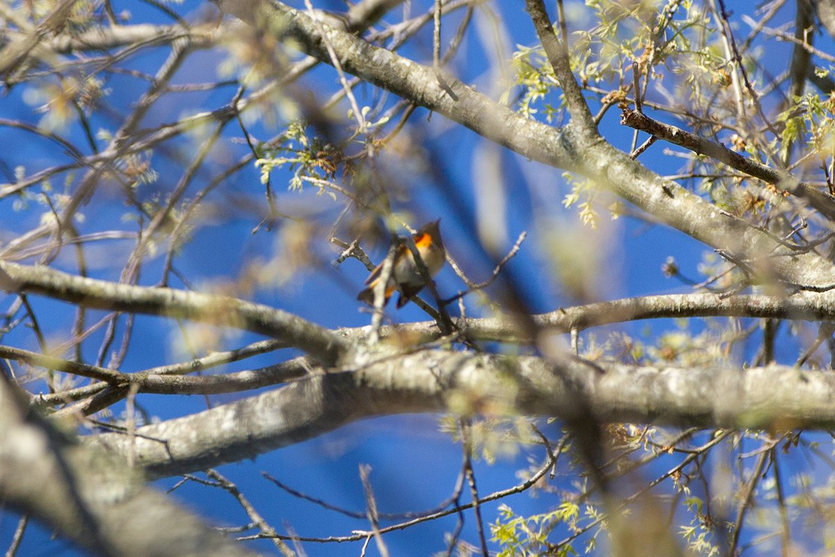 corvidsnare's tweet photo. not me stumbling out of bed to get one extremely out of focus shot before it flew out of sight https://t.co/k0q965qLGQ