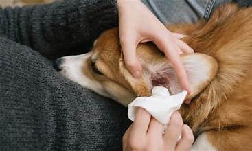 Dettsforpets's tweet image. Wellness Wednesday:
Keep your pup’s ears clean and dry to help prevent infections. Use a vet-approved ear cleaner and skip the cotton swabs—gentle care goes a long way! 
#DettsForPets
 #pup #ears #clean #dry #prevent #infections #vetapproved #earcleaner #skip #cotton