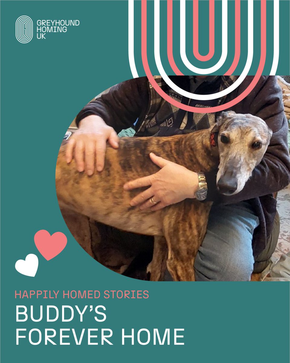 GreyhoundHoming's tweet photo. Once a quiet boy at @HomeRunHounds Buddy found his perfect match in Dave. Now he enjoys cosy mornings, cuddles & love! Proof that adopting a greyhound changes two lives. 💖
Read More: https://t.co/XCfOSZztGp
#AdoptAGreyhound #GreyhoundLove #GHUK https://t.co/JJbcX2z89J