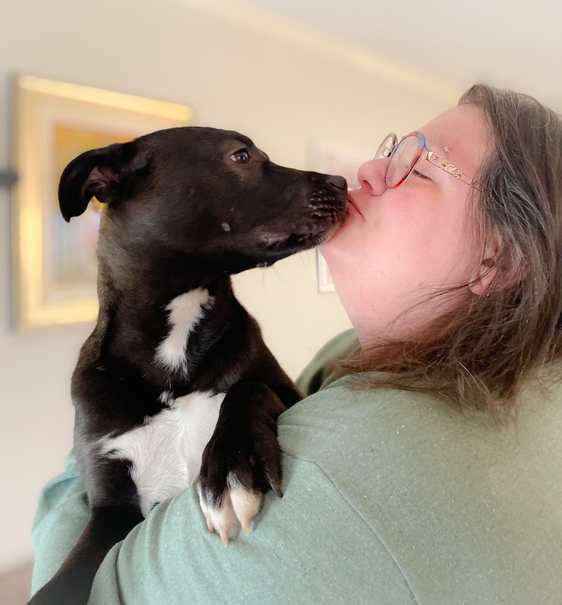 💖 GET READY TO ADOPT STORMY! 💖
Playful and cuddly, Stormy would love a quieter home with a fenced backyard and someone who loves to hike and be active.
🎾 Great for a single person or couple
🧸 7 months old: Husky, Lab, terrier mix