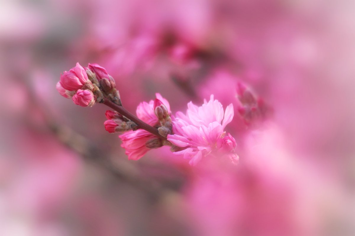 Good night...

#おやすみなさい #ｷｸﾓﾓ