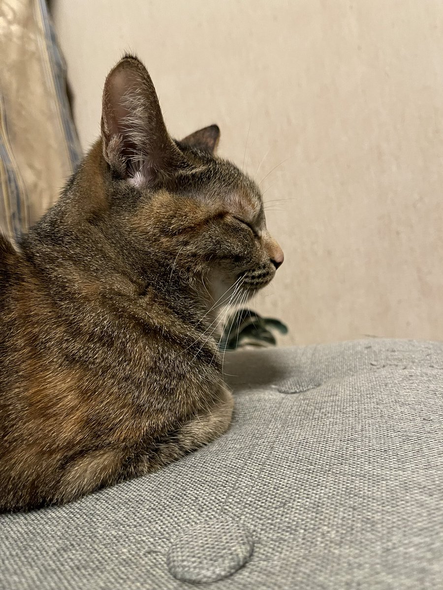 こんばんにゃ🐱

今にも寝落ちしそう😪
写真撮ったら音で起こしてしまった…

#猫 #保護猫 #猫好きさんと繋がりたい