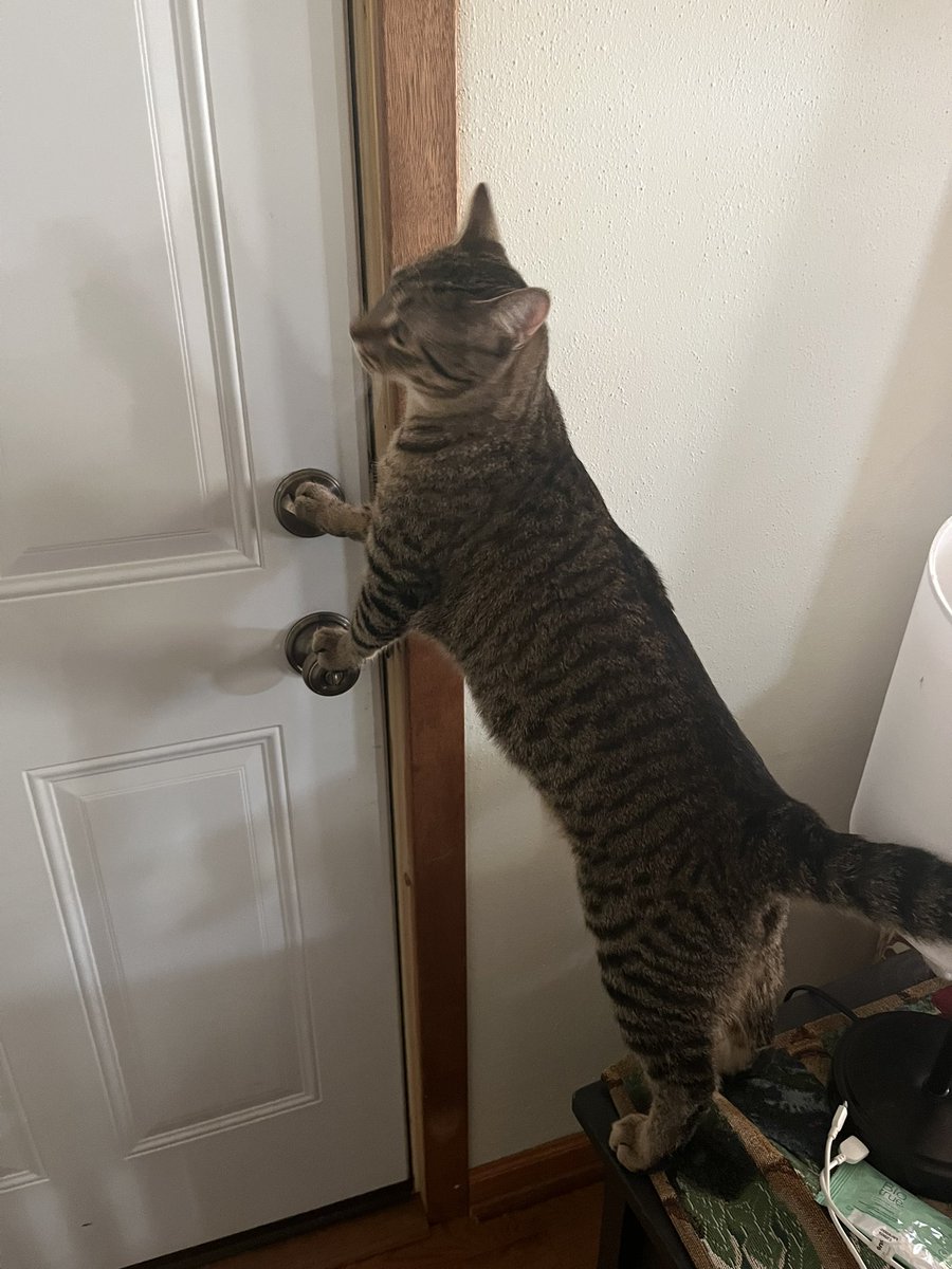 PrettyRadAngie's tweet photo. Picture it: It's 6:45am I'm outside smoking and as I go back in... the doors locked. So I venture 6 blocks to go get my spare from my sister. I walk back, go in the house and this is what I see.
#Cats #CatsOfTwitter #BabyBoy https://t.co/p5aLVOenve