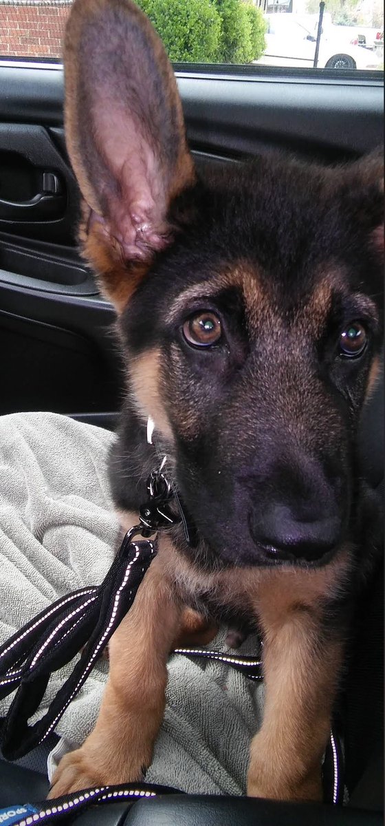 Dizzybutterflyy's tweet photo. It only took 9 years but he finally grew into those ears
#ILoveMyGermanShepherd #DogsOfTwitter #MomofDogs https://t.co/1aszEubxuZ