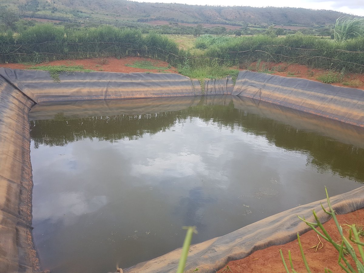 NKINDIPatrik's tweet photo. Mvuze #Ibidamu mwagirango mvuye za @KayonzaDistrict.
Sasa rero reka nivugire #DAMSHEET maze aborozi ba @NyagatareDistr (za Rwimiyaga n'ahandi) bamfashe tubyinire igishakamba @REMA_Rwanda kuko ubu inka zacu zirashoka, zigakuka, zigakamwa, tugatunga! https://t.co/MgxODVFPsh
