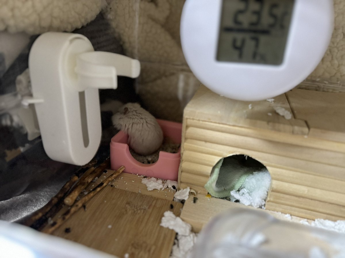 NENEand3hams's tweet image. Momi🐹☘️

マロ🐹に遊び場🛝を取られて
いじける

#Momi