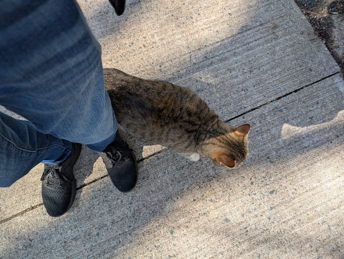 MckagueJustin's tweet photo. My real life superpower is cats just approach me when I go out https://t.co/tcDPKUMFwp