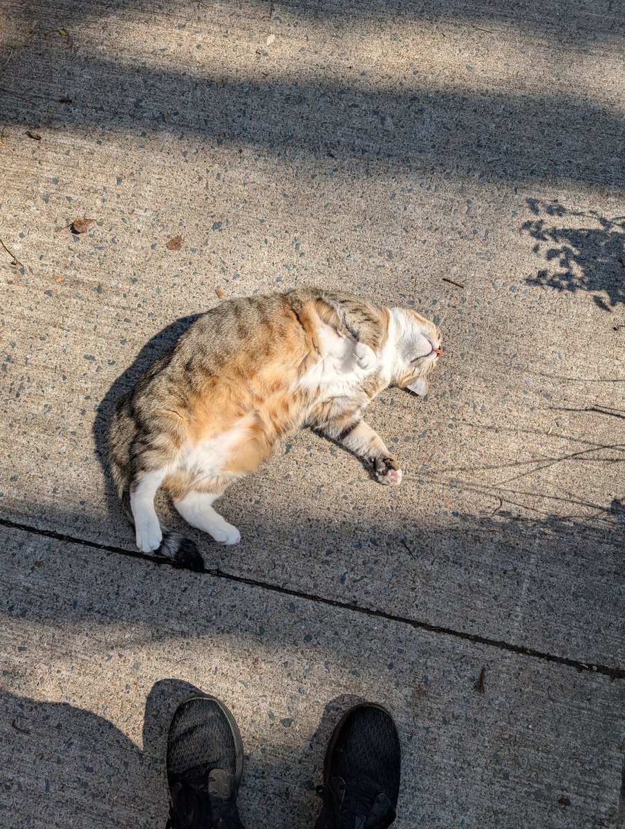 MckagueJustin's tweet photo. My real life superpower is cats just approach me when I go out https://t.co/tcDPKUMFwp