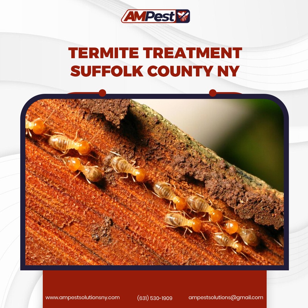 AMpestsolutions's tweet image. 🐜 Termites don&apos;t take breaks—why should you? If you&apos;re in Suffolk County, NY, and notice signs of termites, act fast! AM Pest Solutions provides reliable termite treatment to protect your home.

bit.ly/4jw12A5 

#SuffolkCountyNY #TermiteTreatment #Home #AMpestSolutions