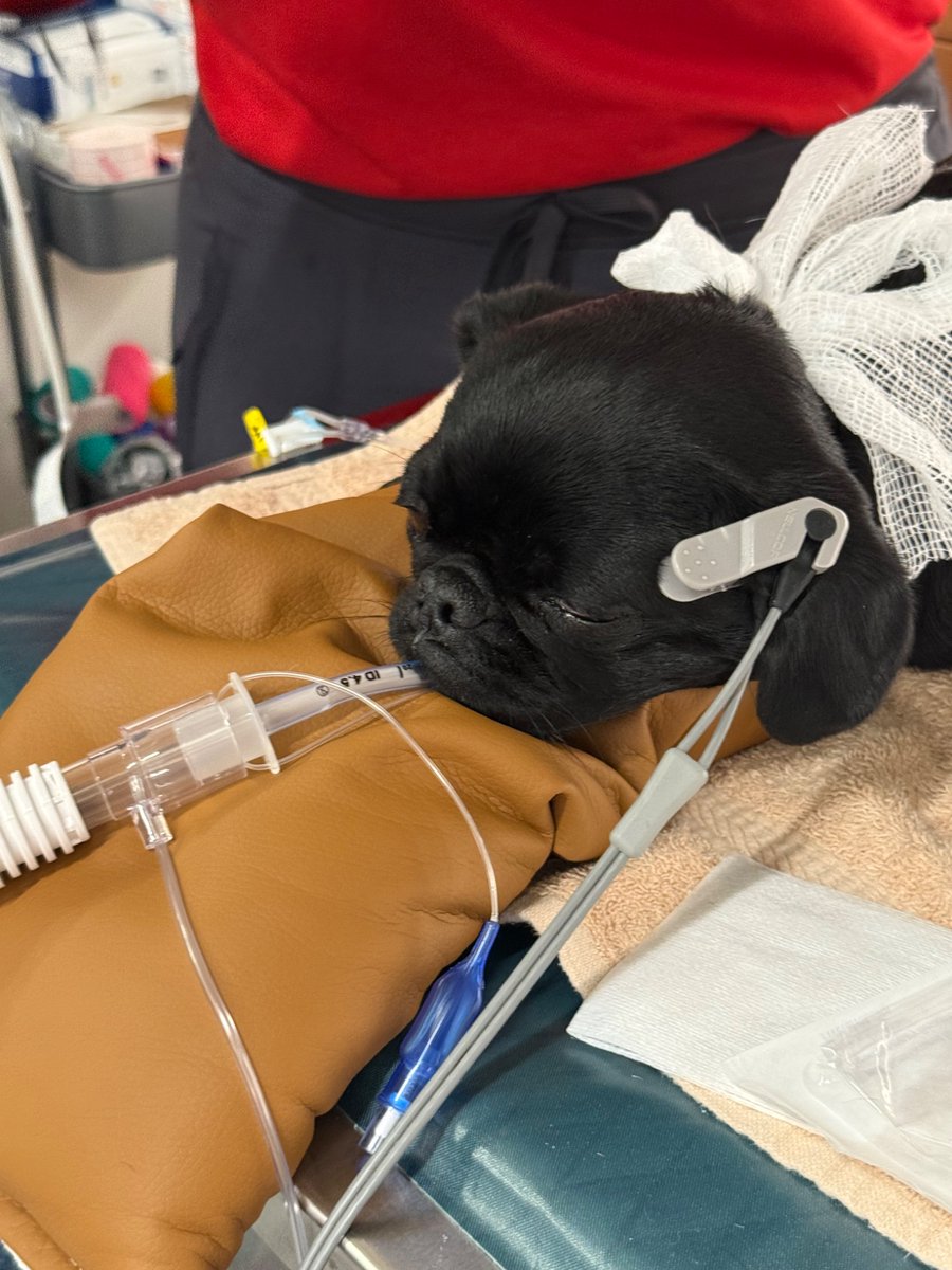 CAThomasDNP's tweet photo. @ToysKong “indestructible” might not be the right word.  One bowel obstruction surgery later and I’m just thankful my dog survived.  Please feel free to chip in on the surgery costs….. https://t.co/yywF3KKL6a