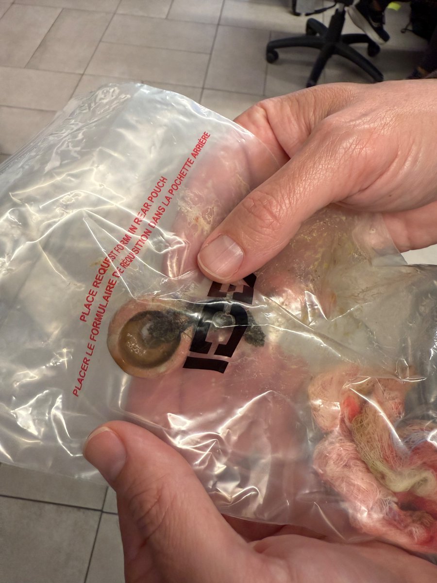 CAThomasDNP's tweet photo. @ToysKong “indestructible” might not be the right word.  One bowel obstruction surgery later and I’m just thankful my dog survived.  Please feel free to chip in on the surgery costs….. https://t.co/yywF3KKL6a