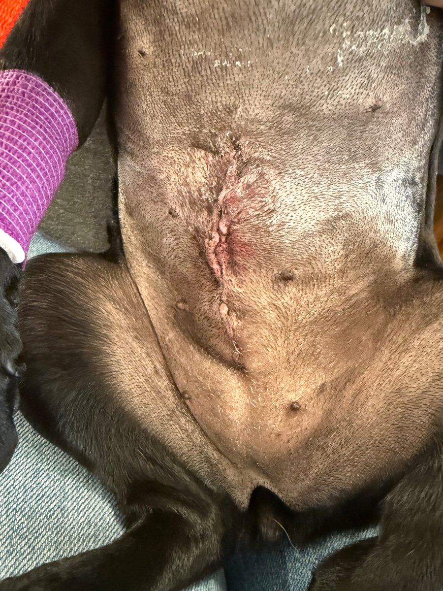 CAThomasDNP's tweet photo. @ToysKong “indestructible” might not be the right word.  One bowel obstruction surgery later and I’m just thankful my dog survived.  Please feel free to chip in on the surgery costs….. https://t.co/yywF3KKL6a