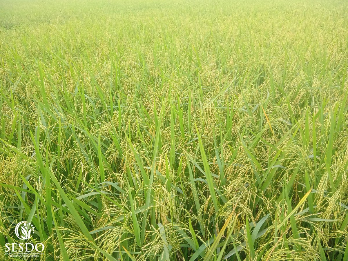 SESDOBD's tweet photo. Climate-Smart Agriculture - SESDO Bangladesh 

#climatesmartagriculture #climatesmartagroforestry #climatesmartagritourism #climateresilience #farmers #foodsecurity #CSA3 #SESDO #sesdobd #Satkhira #Bangladesh #livelihoods #biodiversity #ecosystem https://t.co/F8mEhPgTQE