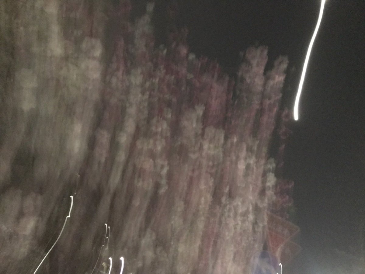 適量に疲れた　#桜