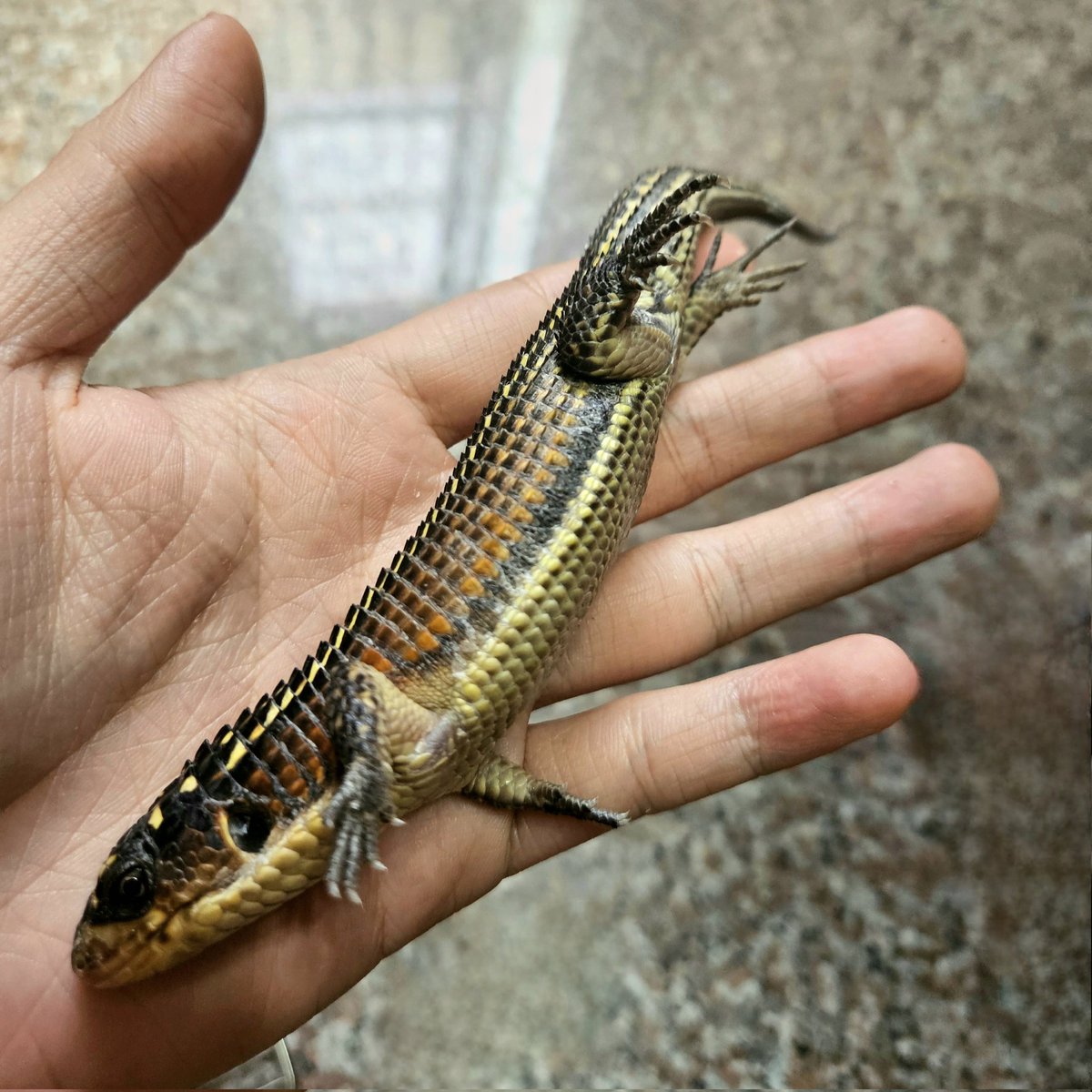 skinks_kj's tweet photo. 不自己翻回來?!?!
#盾甲蜥 #Broadleysaurusmajor
#sudanplatedlizard #オニプレートトカゲ https://t.co/c5l1XoXSBb