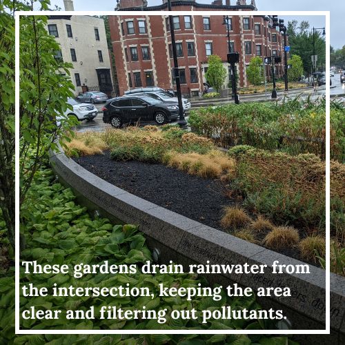 BosGreenIn's tweet photo. Site spotlight #9: Audubon Circle in Fenway! This intersection has been furnished with improved layered rain gardens at every corner. The rain gardens work to drain storm water from the streets and filter out pollution before it flows to the Charles. https://t.co/ldaPHwrnC8