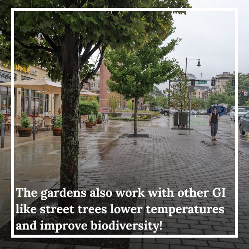 BosGreenIn's tweet photo. Site spotlight #9: Audubon Circle in Fenway! This intersection has been furnished with improved layered rain gardens at every corner. The rain gardens work to drain storm water from the streets and filter out pollution before it flows to the Charles. https://t.co/ldaPHwrnC8