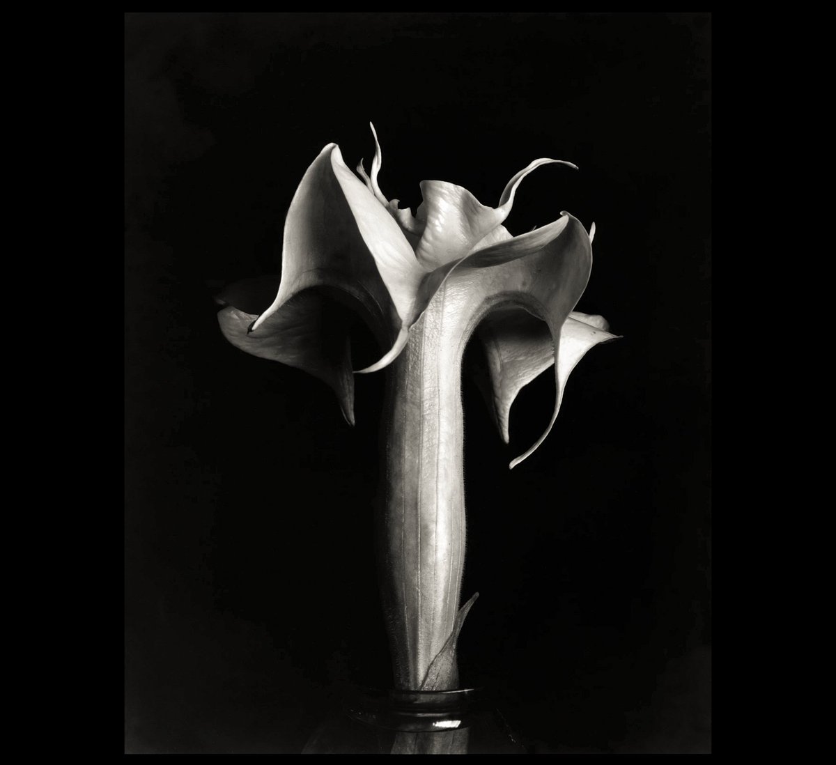 ClockworkCosmos's tweet photo. "Datura" - Imogen Cunningham (1883-1976)
#ImogenCunningham https://t.co/O4f1iyZusf