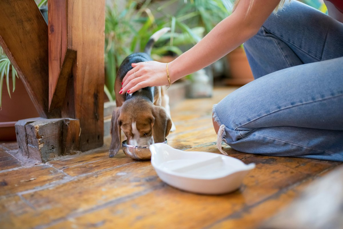 💧🐶 Dog Hydration 101! 🐶💧

Dogs need around 60–80ml of water per kg of body weight every day🐾

🚩 Signs of dehydration:
Lethargy, dry nose &amp; dry gums.

💡 Top tip: Add water to kibble, carry a collapsible bowl on walks, and always keep water available indoors &amp; out.