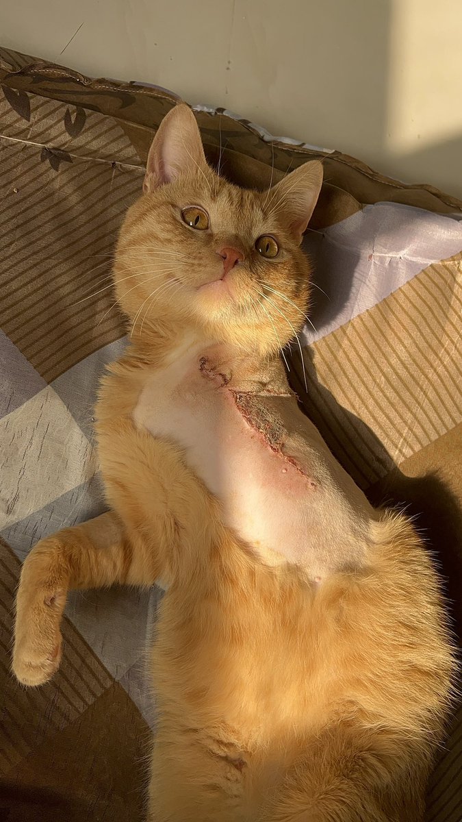 متاح لتبني بشكل عاجل
الرياض
الاسم : لطيف
العمر : ٤ سنوات تقريبا 
لطيف قط منقذ كانت يده مصابه وتم بترها بعد عناء من فشل العملية الاولى بعدها تم اصابته بمرض الطاعون وتم علاجة منه والفترة الحاليه تم اصابته ب بكتيريا جلدية وعالجته منها ولاكن يحتاج يستمر على المتابعه الطبية
لطيف يحتاج