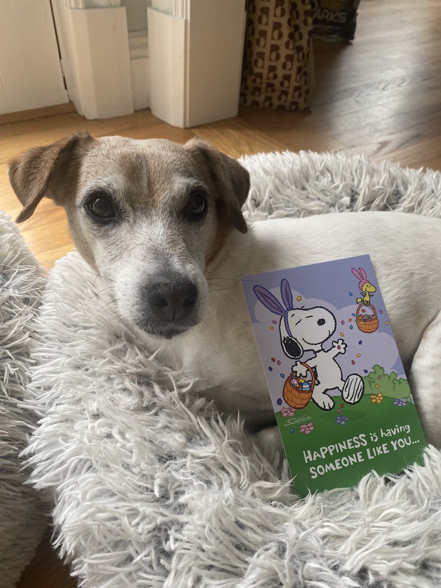 BelleLBear's tweet image. #Easter #EasterCard #PupMail 📬💌 #Dogs #dogsoftwitter 🐣#zshq #dogsofX #LittleBear 
Looky here on Won’t Look Wednesday! I got a pretty Easter card from my Girlfren, Daisy Mae @DaisyMaeJack !! Love it &amp;amp; love you Daisy! 💛💚