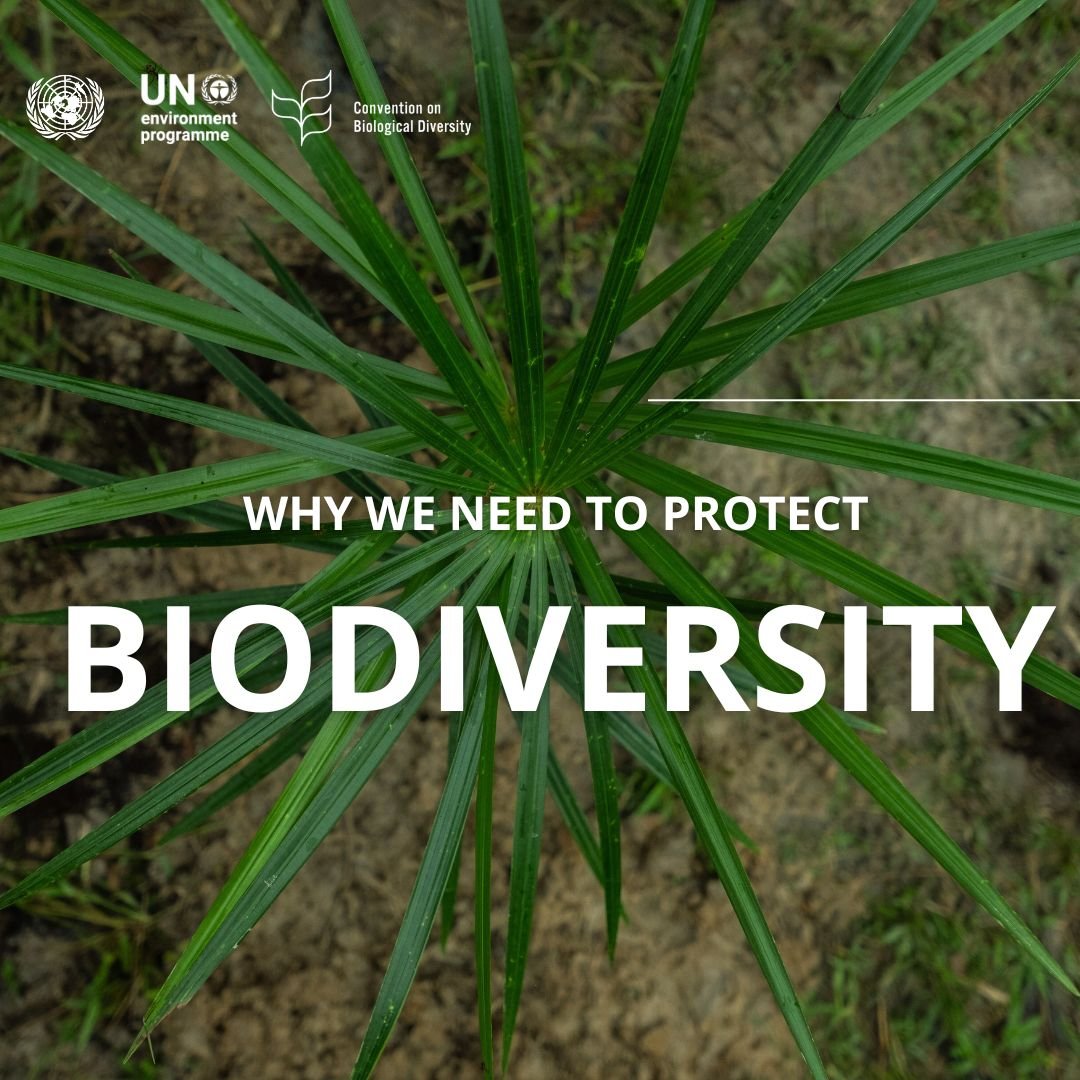 UN Biodiversity tweet media
