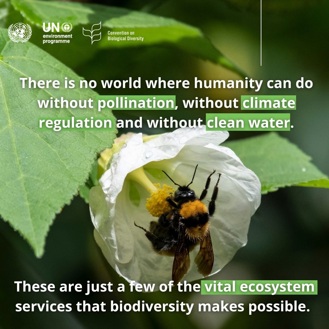 UN Biodiversity tweet media
