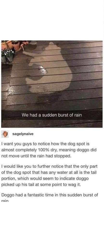 OscarWinning's tweet image. Does your dog like the rain this much?

#OscarWinningBehavior #BehaviorThatWinsRewards
#spring #outdoor #dog #RainyDay