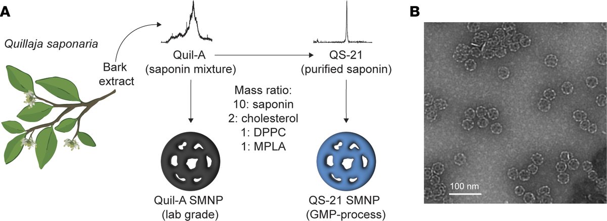 Tapping the Chilean soapbark tree for an HIV vaccine component

Darrell J. Irvine &amp; team show the saponin monophosphoryl lipid A nanoparticle adjuvant enhances adaptive immune responses against HIV in a dose-dependent manner in non-human primates: 
jci.org/articles/view/…