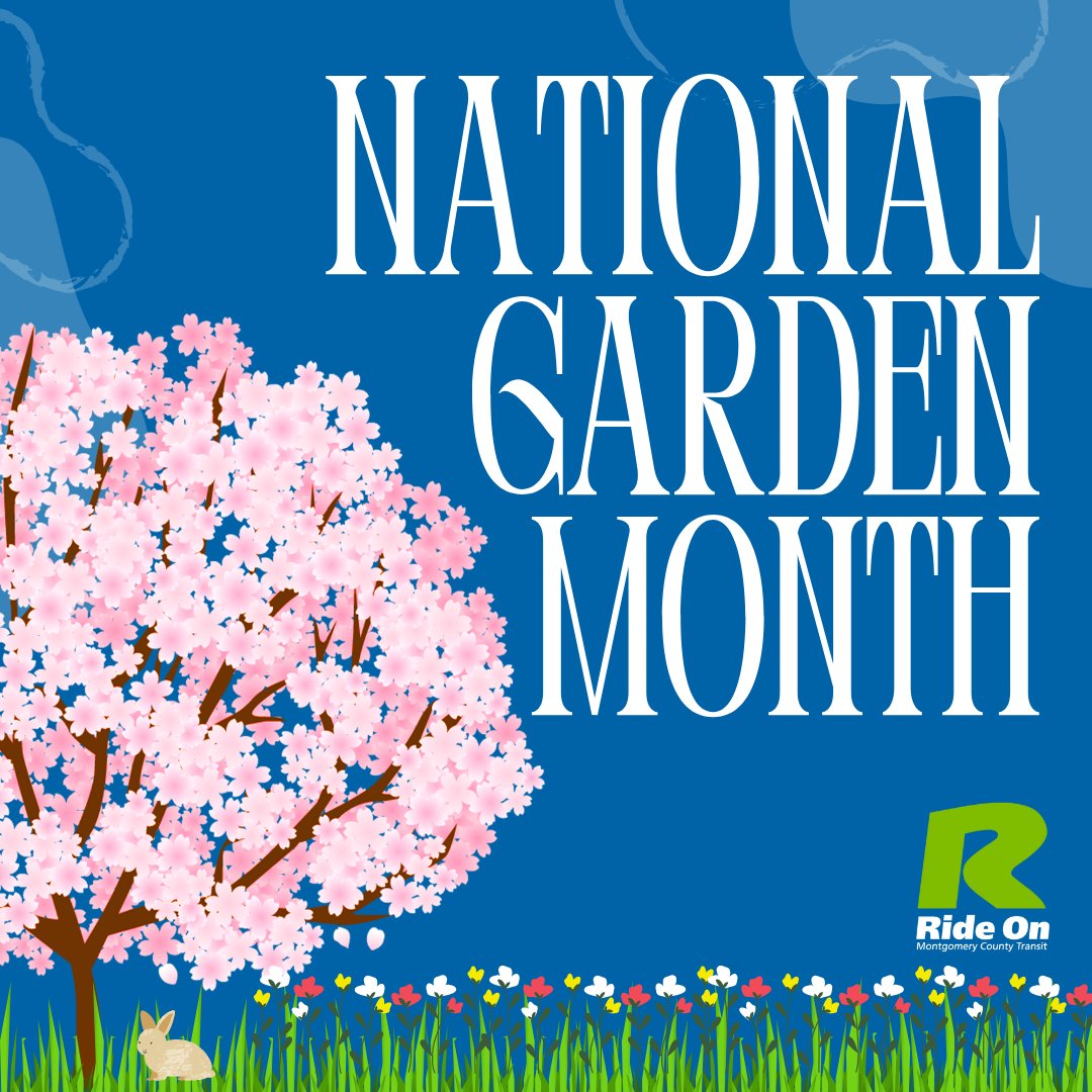 RideOnMCT's tweet photo. Spring is in bloom, and so are our local gardens! Ride On buses have you covered to get you there. Join us in celebrating National Garden Month and let’s grow together! 🌼🌷🌻 #NationalGardenMonth #EarthMonth #RideOn #MCDOTNow #GreenMobility https://t.co/x9XiGsyWZ6