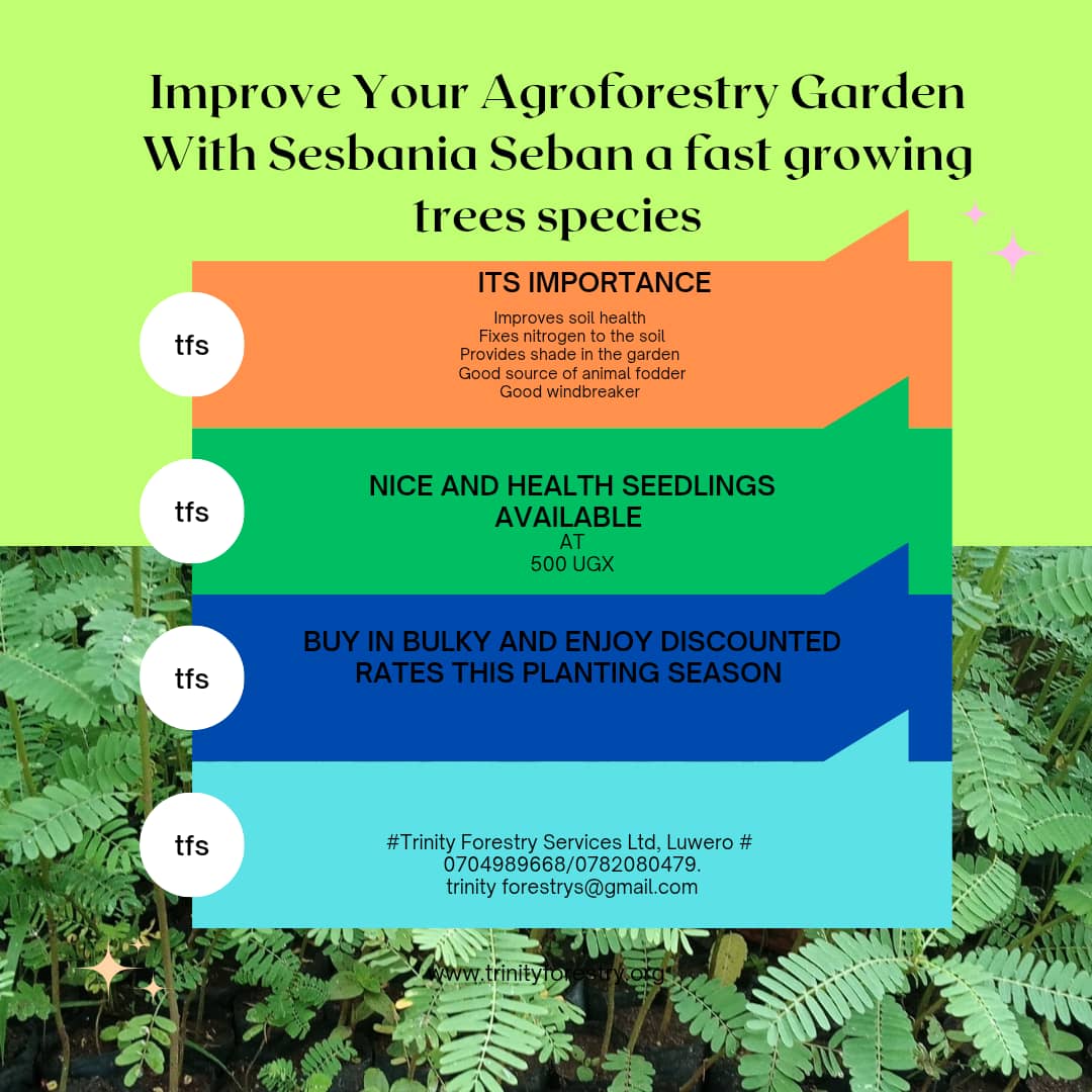 Trinity Forestry Services (@trinityforestry) on Twitter photo #Trinity Forestry Services Ltd, Luwero #
0704989668/0782080479.
trinity forestrys@gmail.com #Trinity Forestry Services Ltd, Luwero #
0704989668/0782080479.
trinity forestrys@gmail.com