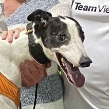 Monmore Green Stadium tweet media