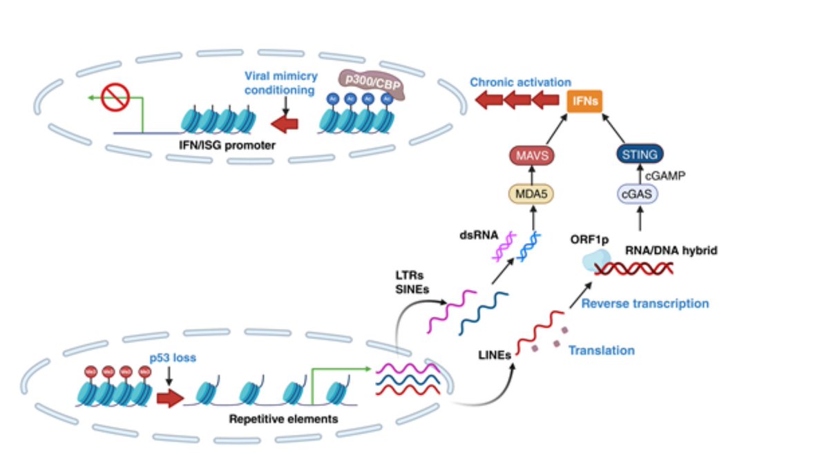 Cancer Discovery (@cd_aacr) on Twitter photo In the Spotlight: Loss of p53 Induces Tolerance to Viral Mimicry as a Mechanism of Immune Evasion in Early Tumorigenesis brnw.ch/21wS24W
By Takahiko Murayama and <a href="/Isra_canadas/">Israel Cañadas</a>
#CañadasLab <a href="/FoxChaseCancer/">Fox Chase Cancer Center</a> <a href="/CeiFccc/">@CEI-FCCC</a> In the Spotlight: Loss of p53 Induces Tolerance to Viral Mimicry as a Mechanism of Immune Evasion in Early Tumorigenesis brnw.ch/21wS24W
By Takahiko Murayama and <a href="/Isra_canadas/">Israel Cañadas</a>
#CañadasLab <a href="/FoxChaseCancer/">Fox Chase Cancer Center</a> <a href="/CeiFccc/">@CEI-FCCC</a>