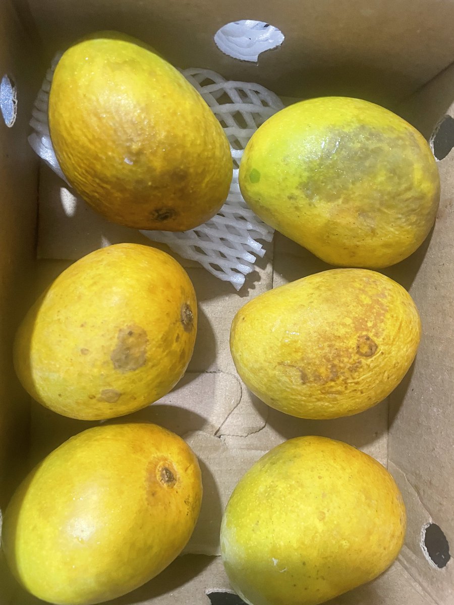 KartikRaichura's tweet image. She said dont order Mangoes from @bigbasket_com -you won&apos;t know what kind of quality they will end up sending

I ordered anyway thinking I knew better

Got it and instantly regretted not listening to her in home related matters.

Refund gets picked up tomorrow not in 15 minutes.