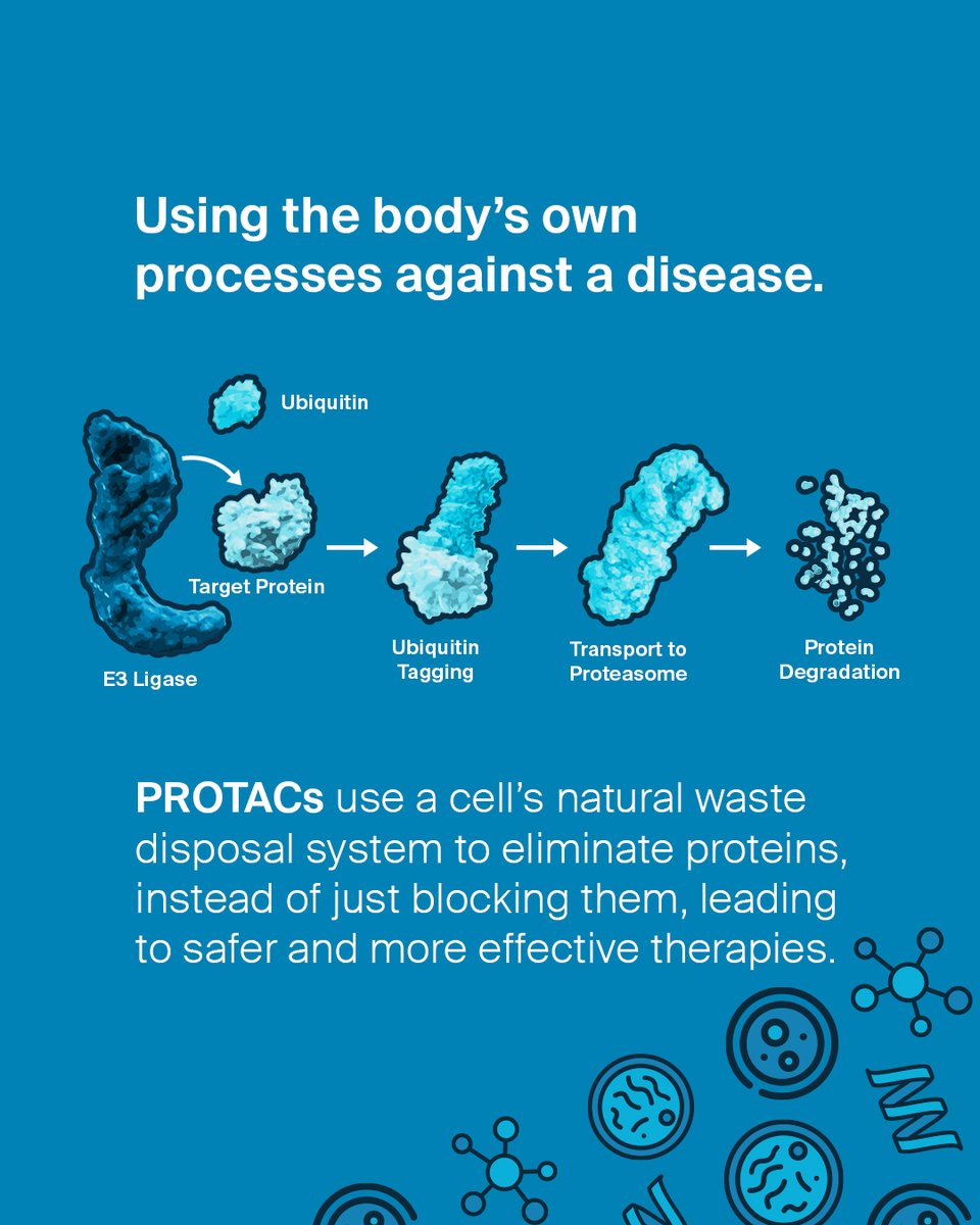 LeapsByBayer's tweet image. Here is a quick look at how PROTACs work in oncology, Alzheimer’s and more, as @ArvinasInc and @OerthBio develop the tech further. Follow us to get more exciting updates!