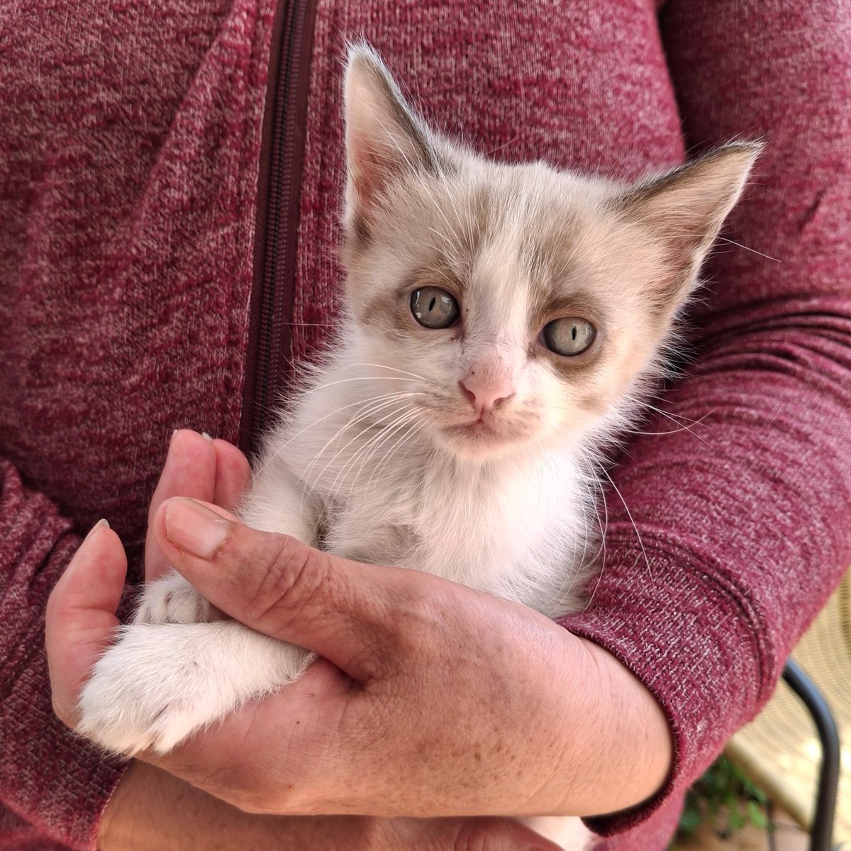 GATITOS EN ADOPCIÓN

Estos gatitos necesitan un hogar. Aparecieron en nuestra puerta, pero no podemos quedárnoslos. Son tres machos y una hembra, y tienen un mes y medio aproximadamente. Si estás interesadx en ser su familia definitiva, escríbeme, porfi 🩷 Se agradece difusión :)