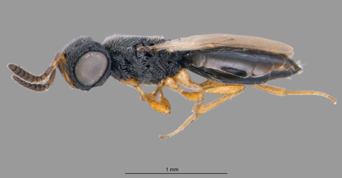 Hymenoptera Journal (@hymenopterajour) on Twitter photo This is Trissolcus adrianae, a new scelionid wasp species. You can find out more about it here: doi.org/10.3897/jhr.98ā¦
#taxonomy #newspecies #entomology <a href="/unicampoficial/">unicampoficial</a> <a href="/usponline/">USP - Universidade de SĆ£o Paulo</a> <a href="/OhioState/">Ohio State</a> This is Trissolcus adrianae, a new scelionid wasp species. You can find out more about it here: doi.org/10.3897/jhr.98ā¦
#taxonomy #newspecies #entomology <a href="/unicampoficial/">unicampoficial</a> <a href="/usponline/">USP - Universidade de SĆ£o Paulo</a> <a href="/OhioState/">Ohio State</a>