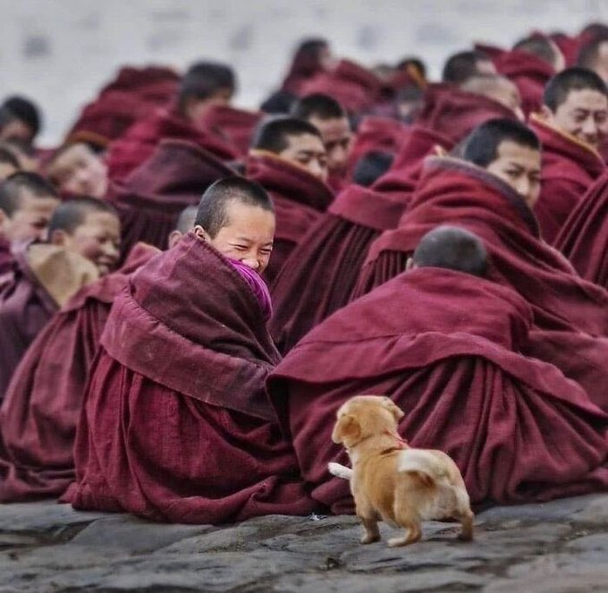 JapontechAl's tweet photo. DEJA LO QUE ESTAS HACIENDO y disfruta de estas Imágenes Divertidísimas que te Alegrarán el día.

No Te Arrepentirás de ver este hilo 😍!

1. ¡Cachorro! Es una reacción universal https://t.co/wpntsaDhur